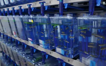 Study on opportunistic infections with Burkholderia cepacia complex using Zebra Fish embryos